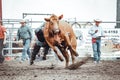 Bowden, Canada, 26 july 2019 / Cow or bull riding during western style town rodeo; dangerous sport and animal cruelty concepts Royalty Free Stock Photo