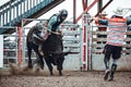 Bowden, Canada, 26 july 2019 / Cow or bull riding during western style town rodeo; dangerous sport and animal cruelty concepts Royalty Free Stock Photo