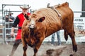 Bowden, Canada, 26 july 2019 / Cow or bull riding during western style town rodeo; dangerous sport and animal cruelty concepts Royalty Free Stock Photo