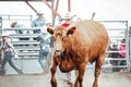 Bowden, Canada, 26 july 2019 / Cow or bull riding during western style town rodeo; dangerous sport and animal cruelty concepts Royalty Free Stock Photo