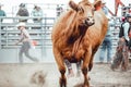 Bowden, Canada, 26 july 2019 / Cow or bull riding during western style town rodeo; dangerous sport and animal cruelty concepts Royalty Free Stock Photo