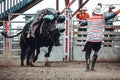 Bowden, Canada, 26 july 2019 / Cow or bull riding during western style town rodeo; dangerous sport and animal cruelty concepts Royalty Free Stock Photo