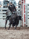 Bowden, Canada, 26 july 2019 / Cow or bull riding during western style town rodeo; dangerous sport and animal cruelty concepts Royalty Free Stock Photo