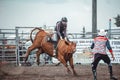 Bowden, Canada, 26 july 2019 / Cow or bull riding during western style town rodeo; dangerous sport and animal cruelty concepts Royalty Free Stock Photo