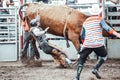 Bowden, Canada, 26 july 2019 / Cow or bull riding during western style town rodeo; dangerous sport and animal cruelty concepts Royalty Free Stock Photo