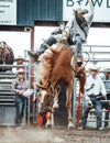 Bowden, Canada, 27 july 2019 / Cowboy and wild horse during a bronco riding exihibition in the Bowden Daze, the town rodeo