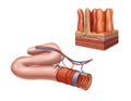 Bowel and villi cross-section