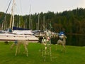 Bowen island Marnie boats deer