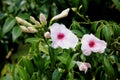 Bower of beauty, Bower vine, Pandorea jasminoides Royalty Free Stock Photo