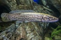 The Bowfin, Amia calva,- `living fossil.`Fish.