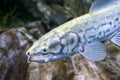 The Bowfin, Amia calva,- `living fossil.`fish