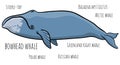 Bowhead or greenland whale