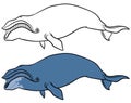 Bowhead or greenland whale