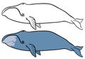 Bowhead or greenland whale