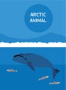 The bowhead whale. Arctic animals. Flat style illustration