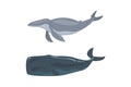 Bowhead Whale as Arctic Animal and Marine Mammal Vector Set