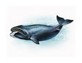 The bowhead whale Balaena mysticetus Royalty Free Stock Photo