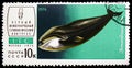 Bowhead Whale (Balaena mysticetus), 1st International Theriological Congress (ITC) serie, circa 1974