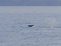 Bowhead whale flukes in the arctic Royalty Free Stock Photo