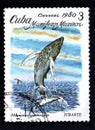 Bowhead whale jumping over water. Post stamp