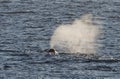 The Bowhead Whale's Blow in the Arctic Royalty Free Stock Photo