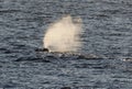 The Bowhead Whale's Blow in the Arctic Royalty Free Stock Photo