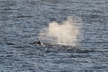 The Bowhead Whale's Blow in the Arctic Royalty Free Stock Photo