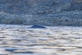 Bowhead Whale Surfacing Close to Shore Royalty Free Stock Photo