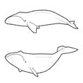 Bowhead Whale Vector Illustration Hand Drawn Animal Cartoon Art