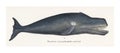 Bowhead whale vintage illustration wall art print and poster design remix from original artwork