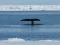 Bowhead whales, Balaena mysticetus, swimming in the Arctic of Canada Royalty Free Stock Photo