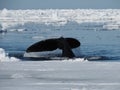 Bowhead whales, Balaena mysticetus, swimming in the Arctic of Canada