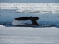 Bowhead whales, Balaena mysticetus, swimming in the Arctic of Canada Royalty Free Stock Photo