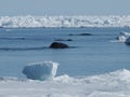 Bowhead whales, Balaena mysticetus, swimming in the Arctic of Canada