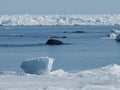 Bowhead whales, Balaena mysticetus, swimming in the Arctic of Canada Royalty Free Stock Photo