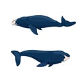 Bowhead whales on white background Royalty Free Stock Photo