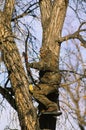 Bowhunter in Treestand