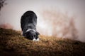 Bowing black and white border collie