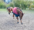 A bowing horse in a red cloak and another, walking behind Royalty Free Stock Photo