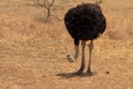 Bowing Ostrich (Struthio camelus)