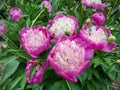 Bowl of beauty peony flowers, fully blooming.