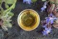 A bowl of borage oil with blooming borage plant