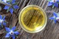 A bowl of borage oil with blooming plant, top view