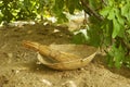 Bowl & broom Royalty Free Stock Photo