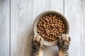 Bowl of dry kibble pet food between two furry striped paws of a cat. Top down view Royalty Free Stock Photo