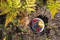 Bowl of forest berries wild blueberries, lingonberries with a chanterelle on the ground beside ferns