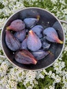 Bowl Fresh Black Mission Figs