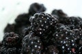 Bowl of Fresh Blackberries - Healthy Eating Royalty Free Stock Photo