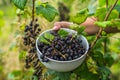 A bowl of fresh blackcurrants. Royalty Free Stock Photo