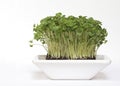 Bowl of Fresh Salad Cress